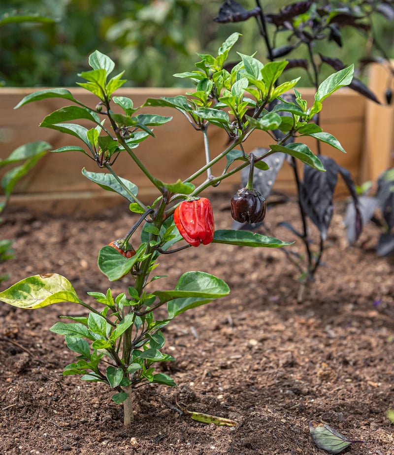 Raised Bed Gardens